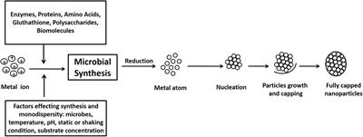 Mechanistic Aspects of Microbe-Mediated Nanoparticle Synthesis